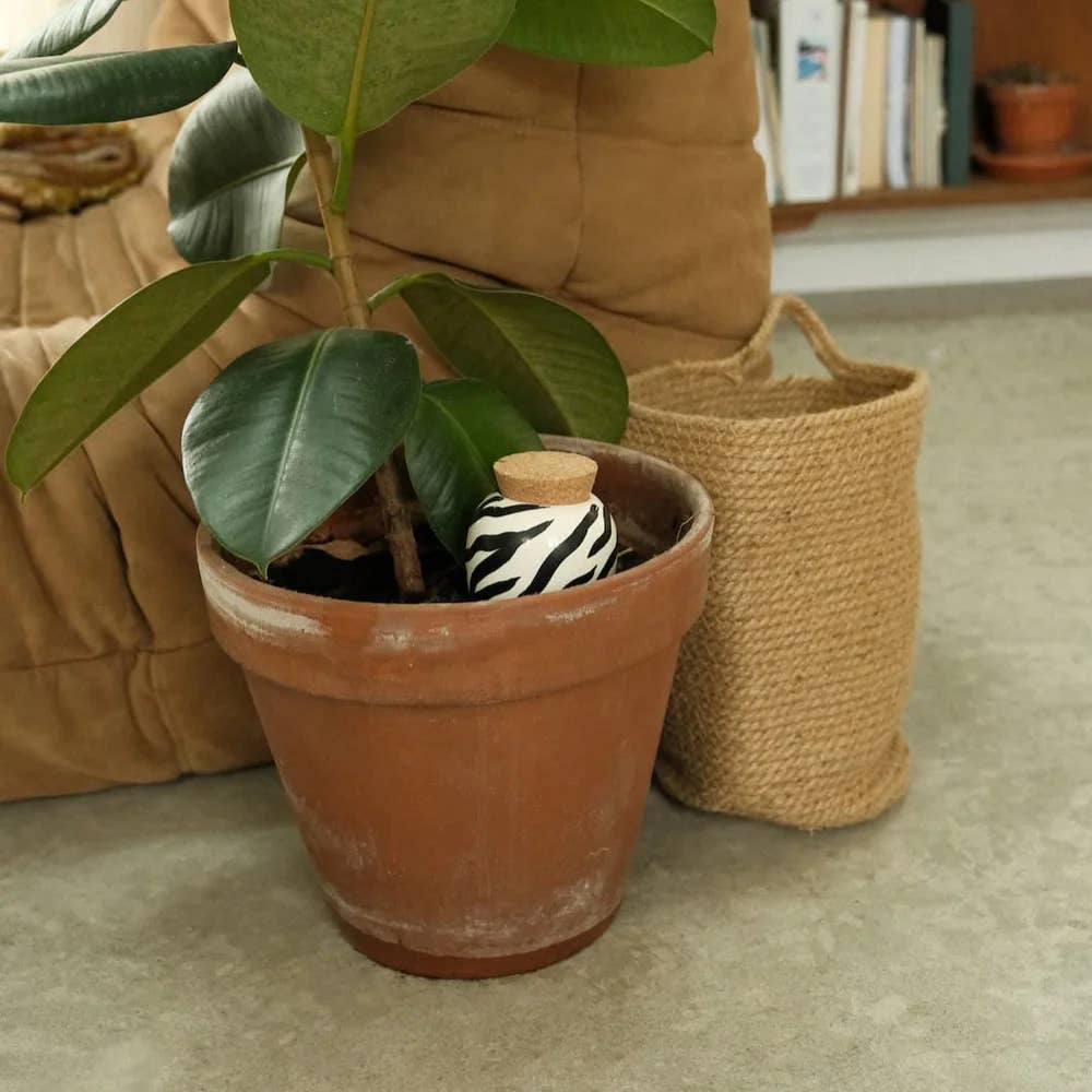 Olla Zebra: стилен дифузер за поливане